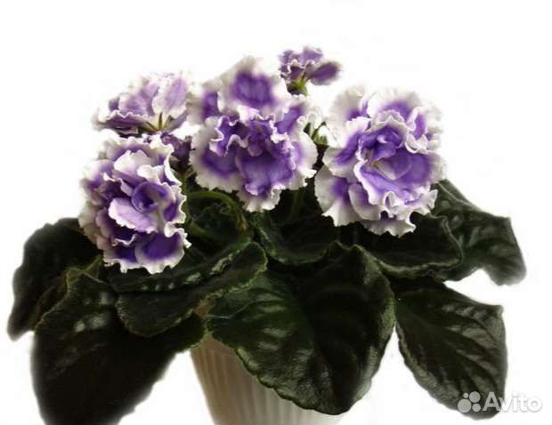 Сортовые сенполии