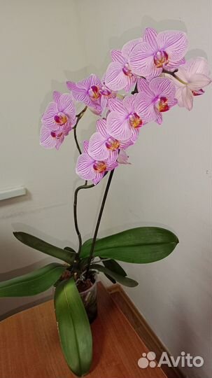 Орхидея юпитер