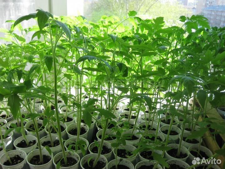 Рассада томатов, баклажанов и перцев