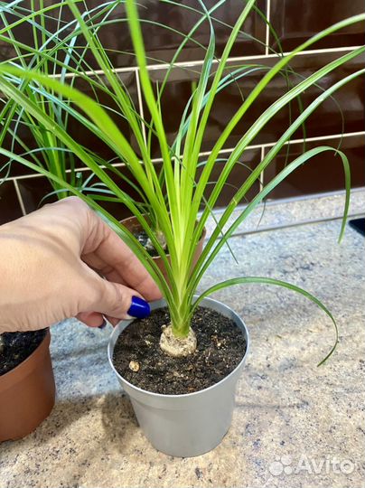 Бутылочное дерево Нолина Пальма Комнатные растения