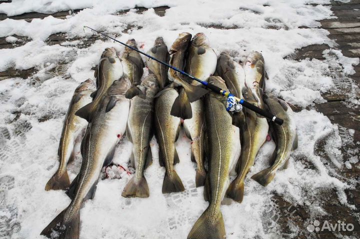 Рыбалка на треску