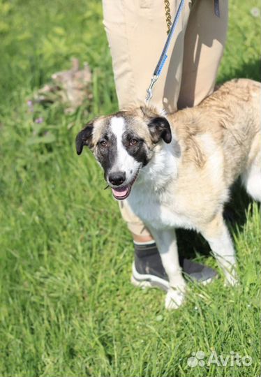 Русская псовая борзая