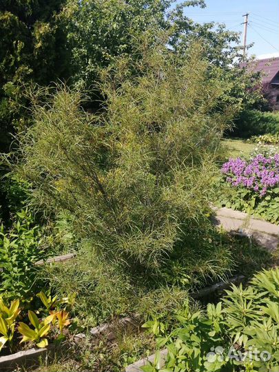 Пузыреплодник, крушина ломкая