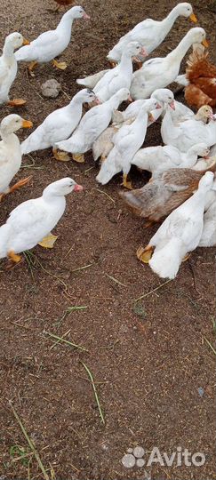 Продам индоутят