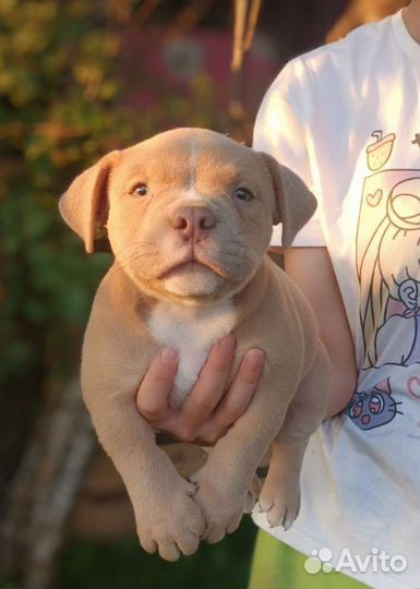 Американский булли мальчик