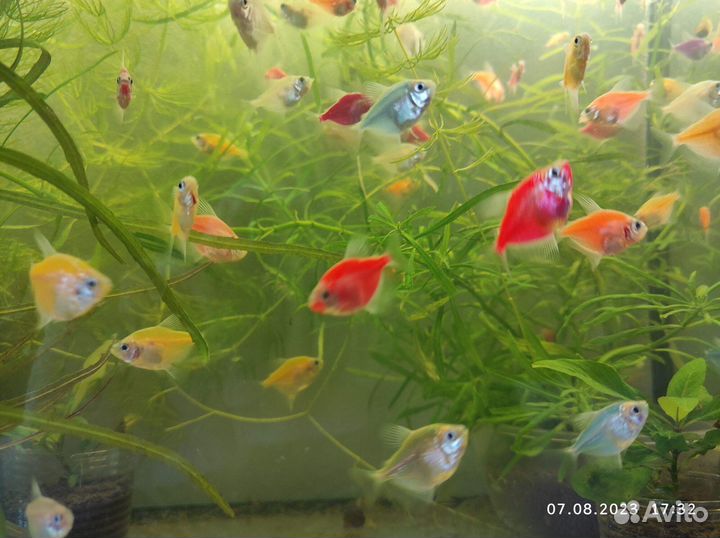 Аквариумные растения