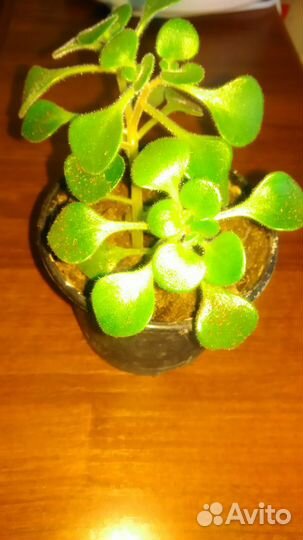 Аихризон, дерево любви