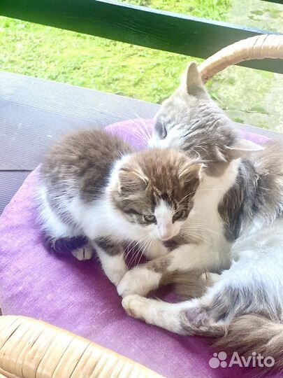 Котята в добрые руки