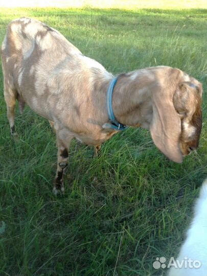 Англонубийские козочки