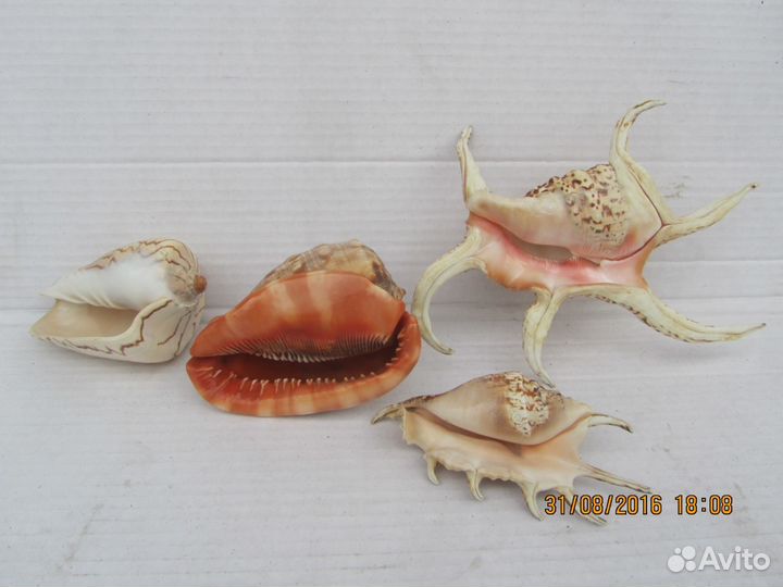 Продаются ракушки