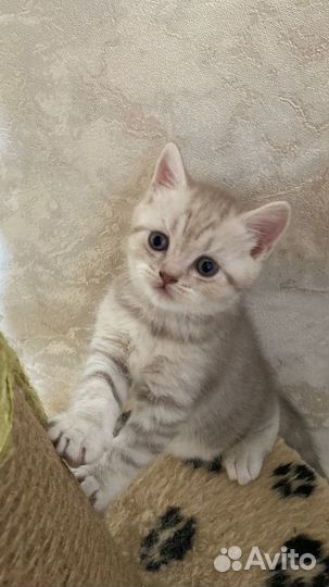 Британские котята