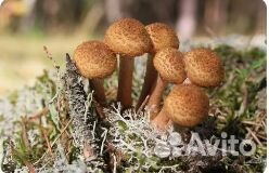 Мицелий зерновой зимнего, тополиного опёнка