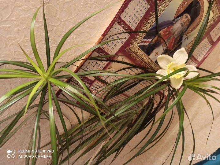 Драцена маргината