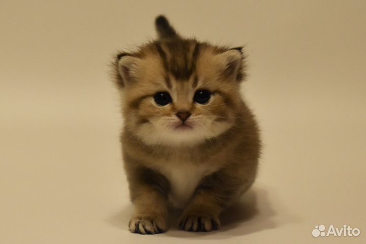 Котёнок Британская золотая шиншилла мальчик