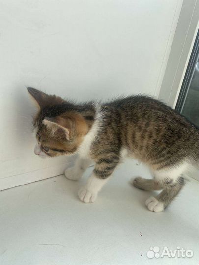 Котёнок девочка в добрые руки