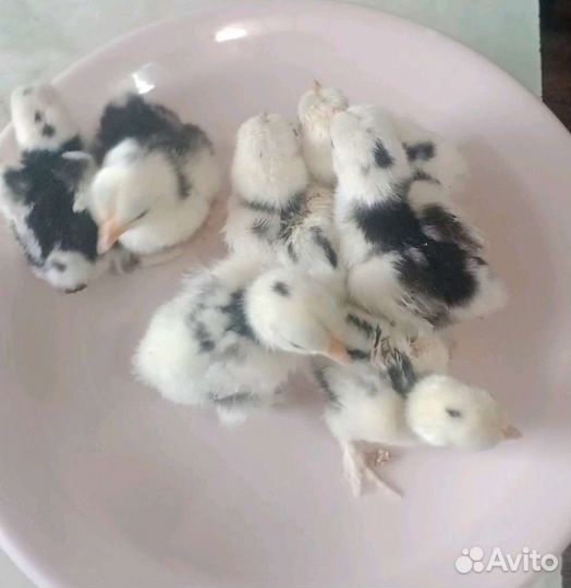 Карликовые куры