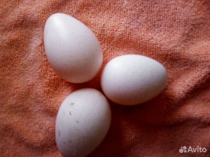 Домашние куриные яйца,молоко,сыр,творог,масло