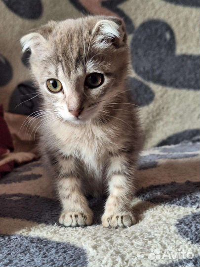 Котенок девочка