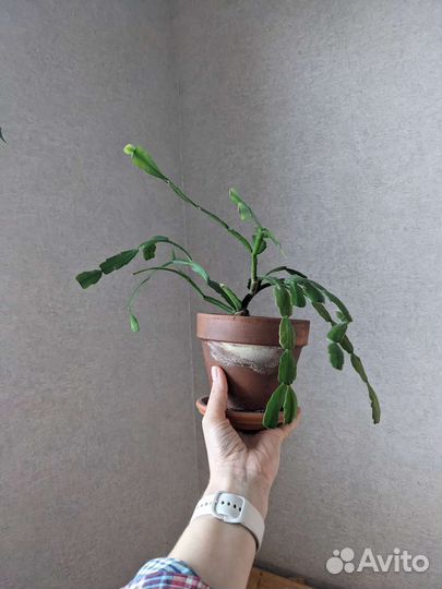 Декабрист шлюмбергера deroma