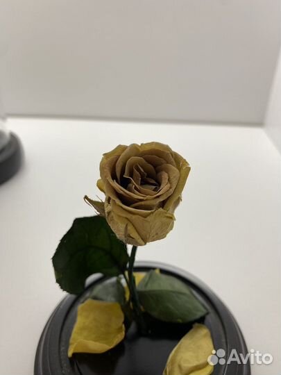Роза в колбе