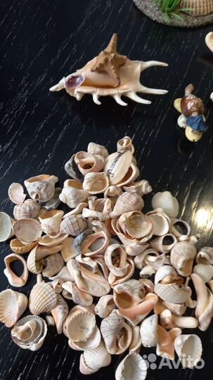Морские ракушки раковины