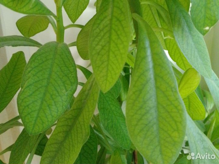 Молочай зонтичный