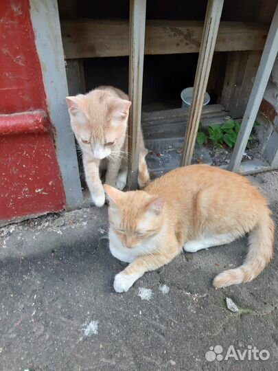 Рыжики пропадают