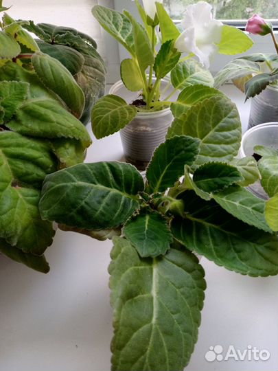 Глоксиния цветущая