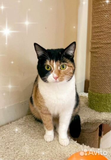 Трёхцветная кошечка в добрые руки, 1 годик