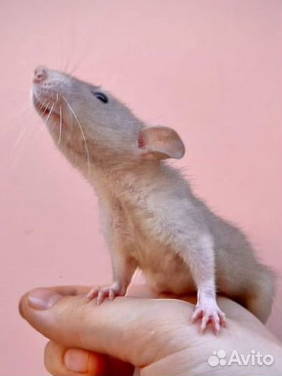 Крысята дамбо хаски, одноцветные и капюшоновые