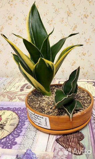 Сансевиерия композиция