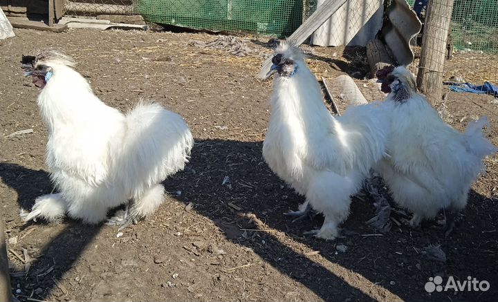 Шёлковый петушок