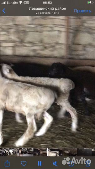 Бараны ягнята