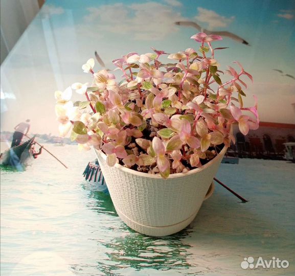 Каллизия пинк пантера