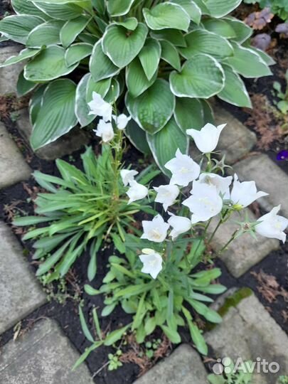 Колокольчик белый