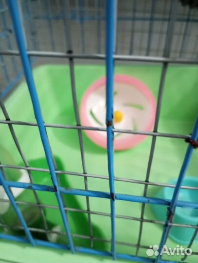 Клетка для грызунов, попугая