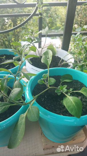 Петуния ампельная