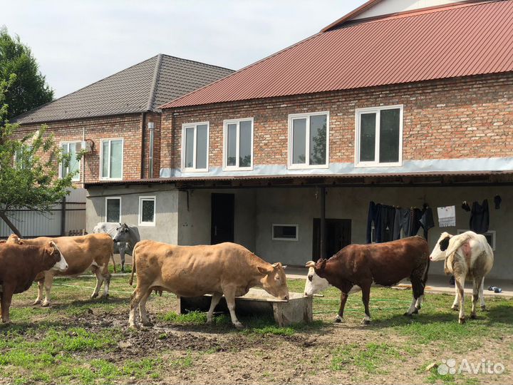 Коровы и телки