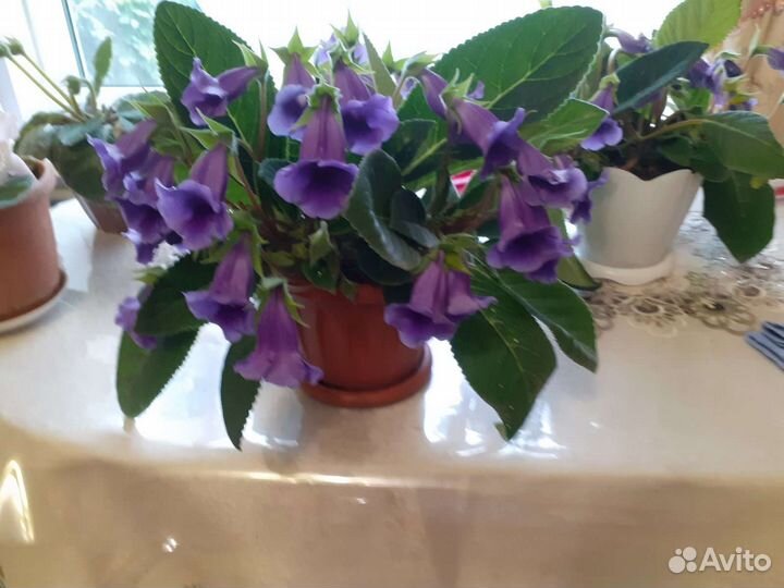 Глоксинья Тидея