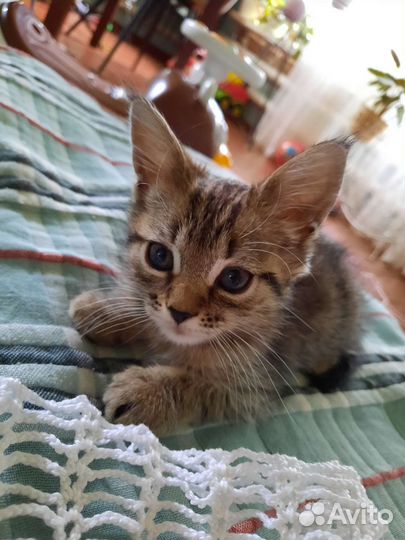 Котята мейн-кун