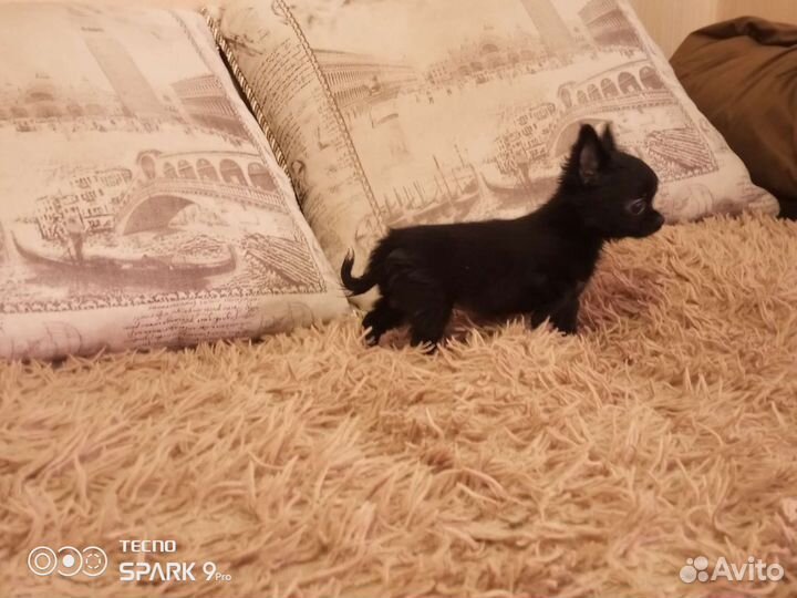 Девчонки чихуахуа и помчи