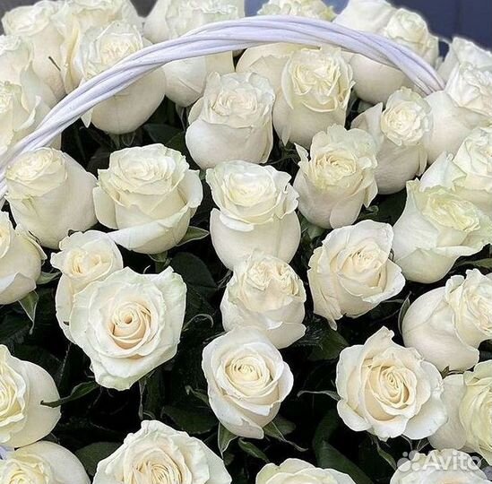 Розы Высокие 150см 160см 170см 180см 190см 2м