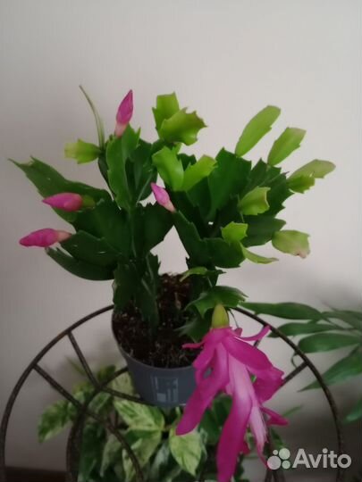 Декабрист шлюмбергера