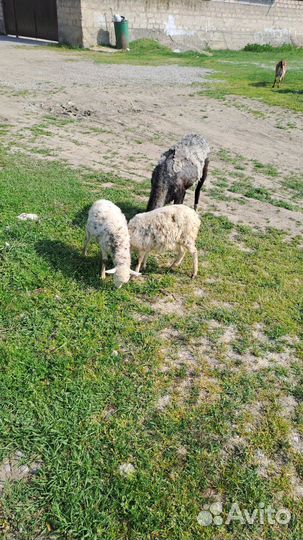 Овцы бараны ягнята