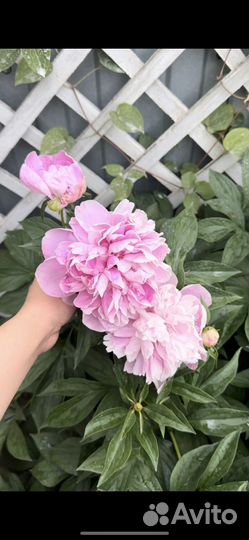 Корни пионов