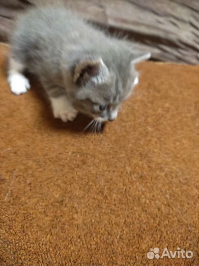 Катенок в добрые руки