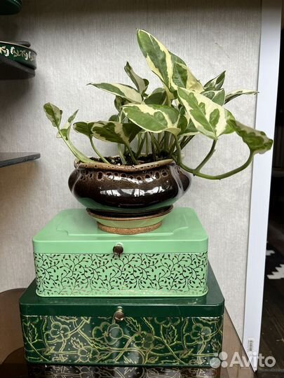 Эпипремнум с белой вариегатностью