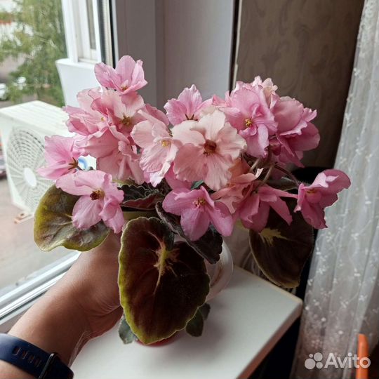 Фиалки