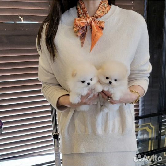 Супер мишки с доставкой на дом