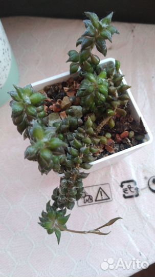 Суккуленты